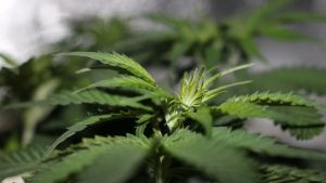 THC Cannabis Oil Australia – Market Study of Cannabis Oil Products